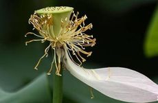 夏至节气的农事活动及注意事项