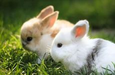 属兔的最近运气不好如何改善