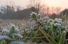 惊蛰的时候有祭白虎的习俗