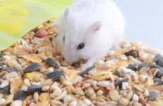 属鼠不顺怎么化解？属鼠的怎么运气不好是什么原因