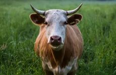 梦见死去的亲人又复活了什么预兆？