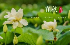 梦见黄菊花