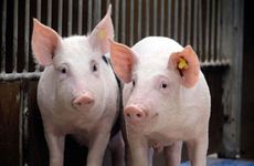 属猪人2025年全年运势