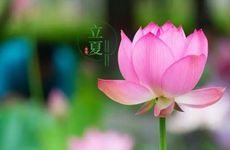 2024年立夏生孩子 宜不懈奋斗终保发达