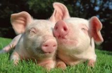 属猪的女宝宝取名字大全