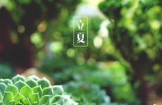 2024年立夏吃乌米饭的传说 目莲修行得道后救母