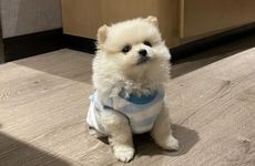 书房和财位放吊兰 家中摆放花的位置在哪较好