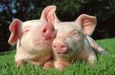 2007年属猪人在2023癸卯年的运势 学业表现良好但感情表现不佳