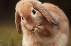 2011年属兔人2025年运程如何