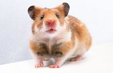 属鼠的人品很差吗？属鼠的人人缘怎么样？