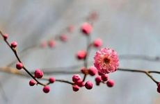 三月三是哪个民族的传统节日