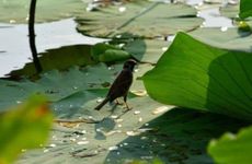 2024年夏至可以种红薯吗 还有两样蔬菜别忘记