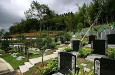 坟墓长什么草后人发财