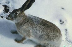 2024年适合属兔人的黄道吉日