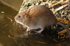 2022年属鼠养猫改运 五行生克关联分析其可行性