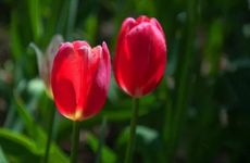 梦见婴儿车怎么回事 梦见婴儿车有什么预兆