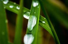 2024年白露前是算7月还是8月 2024年白露的具体时间