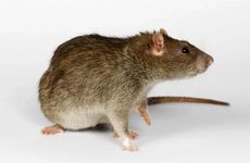 属鼠人2026年佩戴和摆放什么饰品好