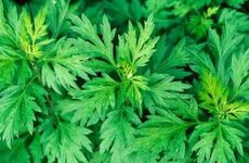 梦见男朋友是什么意思？