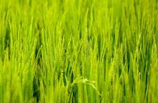 2024年芒种9天后交运