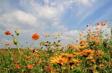 梦见蛇是好兆头吗