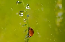 白露为什么要吃鸭子 为什么白露要吃鸡鸭