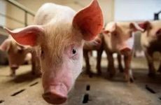 属猪行嫁月是几月？两个属猪人的结合好吗？