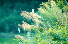 梦见有很多鸽子周公解梦，梦见有很多鸽子是什么意思？