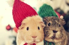 水象星座有哪些 性格如何