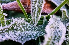 2024年霜降时节如何养生_霜降入冬十食物分享最新