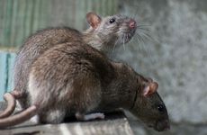 有没有属鼠的成功人士 都有哪些中外名人