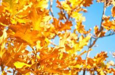 2022年8月7日立秋节气财神方位查询 今日求财大利方向