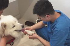 属狗人2024龙年运势好不好 2024年属狗会有牢狱之灾吗