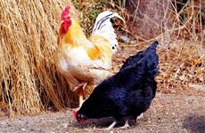 1993年属鸡的行嫁月是几月 属鸡的婚姻与命运如何？