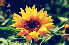 文艺网名小清新