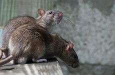 2021属鼠的有何大坎和灾难