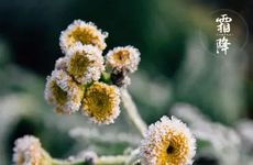 2023-2024年数九时间表查询 2023今年几月几号开始数九啊