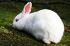 1999年属兔的终身贵人属兔人有哪些贵人