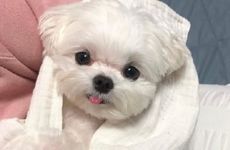 属狗人把谁放在第一位