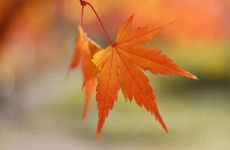 2023年12月7日是什么节气 2023年12月7日节气具体时间