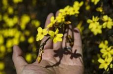 梦见发卡怎么回事 梦见发卡有什么预兆