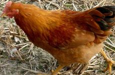 2025年属鸡人会有孽缘产生吗 孽缘生肖是谁？