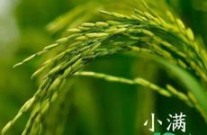 2024年小满节气的特征 久阴东虹断 小满北风寒