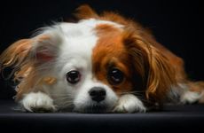 属狗带黄金好还是白金好 转运戴什么好