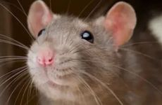 属鼠人孽缘正缘在二婚吗