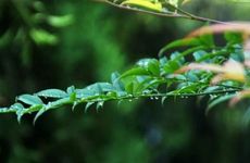 身上放什么东西比较招财,收集雨水可以吗