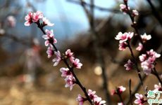 2022年大雪节气能理发吗？大雪晴天多立春雪多是什么意思？