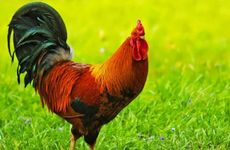 属鸡2022年运势及运程详解 属鸡人2022年全年每月运势完整版