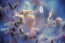 2024年霜降节气可以办喜事吗 孕妇老人需谨慎