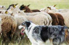 属羊人往哪个方向找对象